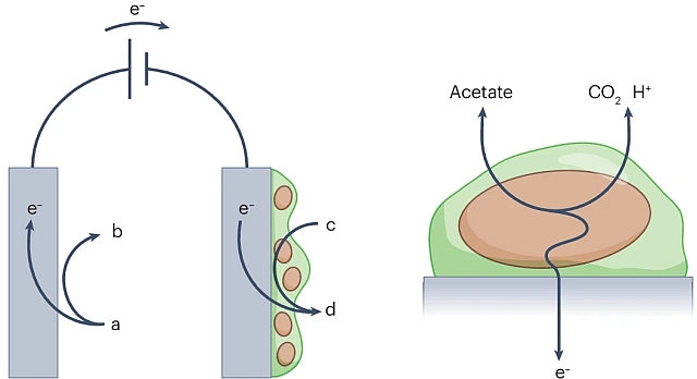 Microbial_electrode Microbial_electrode